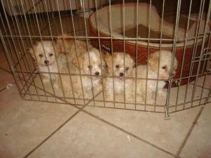 BICHON-PRISEFORSALE